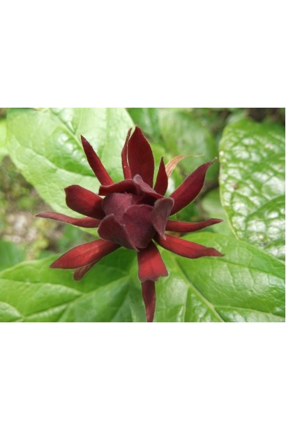 Описание каликанта цветочного Хартдедж Вайна